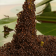 Fire ants forming a tower around a plant stalk. (Image: D. Hu et al., 2017)